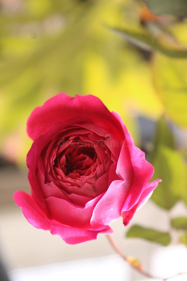 Amatore di fiori rosa fotografia stock