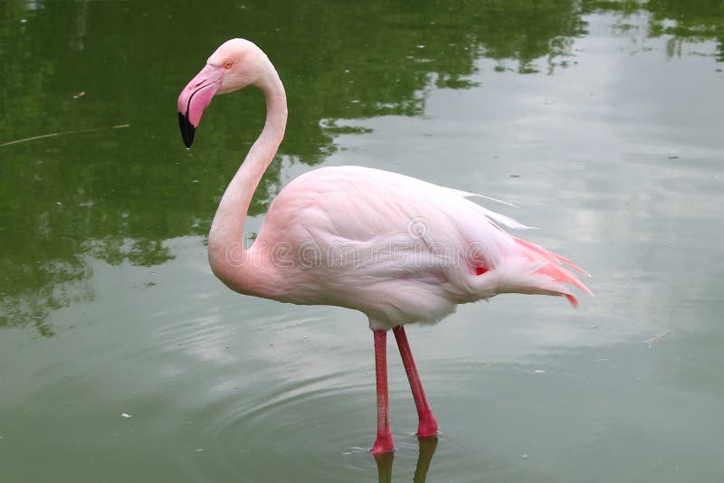 Pink flamingo standing up in a pond stock photo Pink flamingo standing up in a pond stock photo