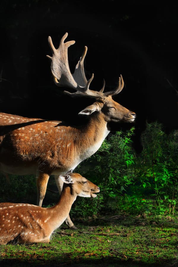 Deer Family Forest Sunrise