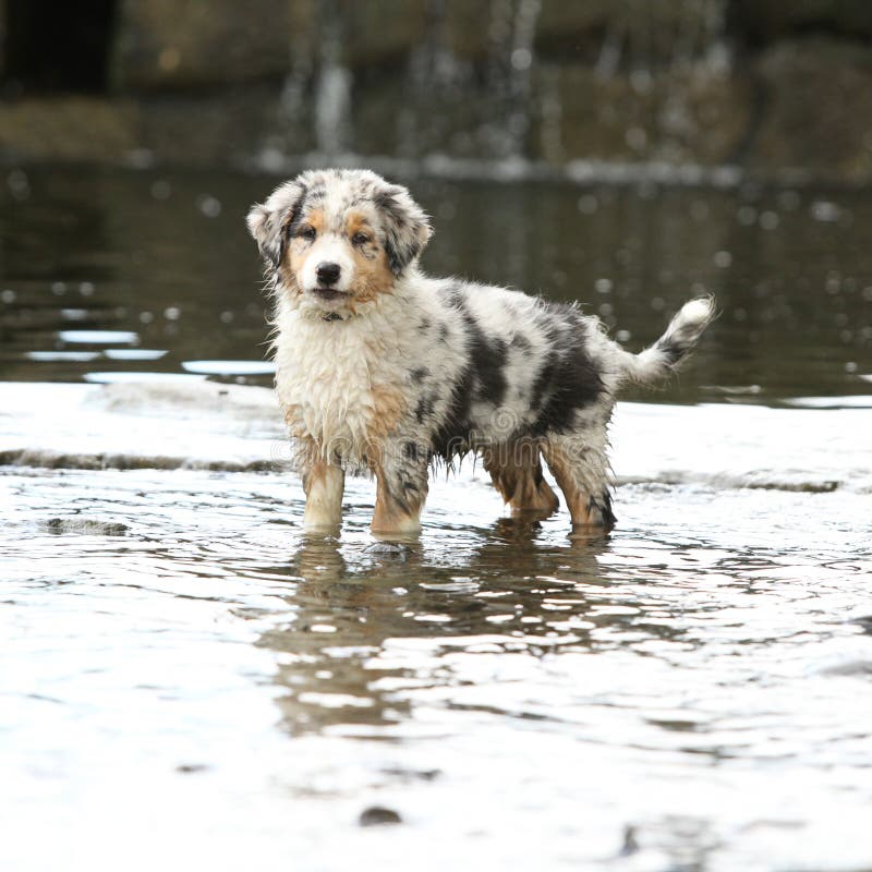 Amazing Australian Shepherd Puppy in a River Stock Image Image of doggy, young 128813039