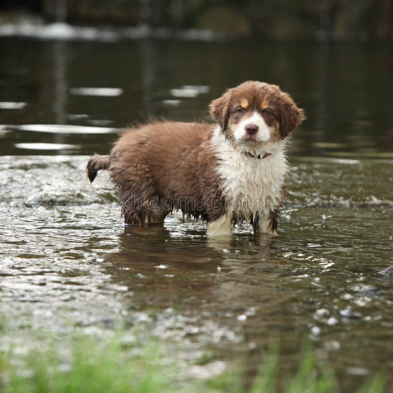Amazing Australian Shepherd Puppy in a River Stock Photo Image of water, bathing 128813100