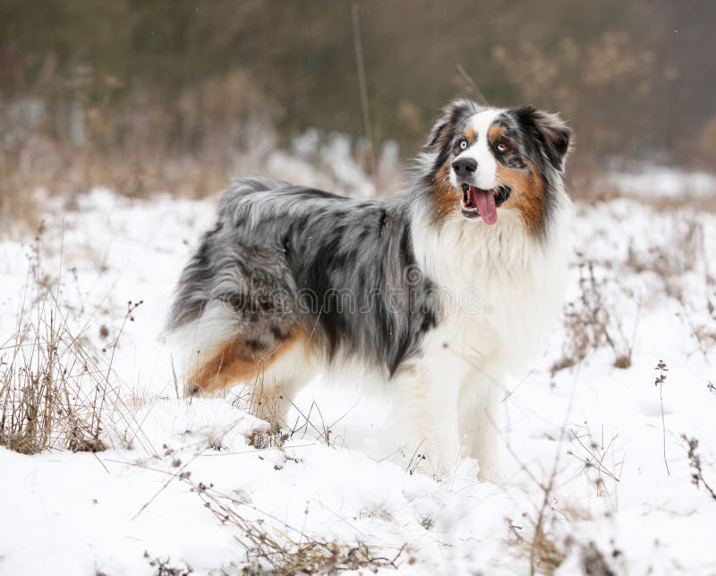 Amazing Australian Shepherd Winter Stock Photos - Free & Royalty-Free ...