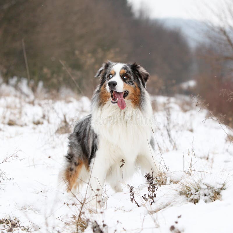 Amazing Australian Shepherd Winter Stock Photos Free & RoyaltyFree