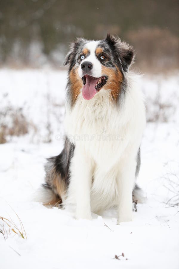 Amazing Australian Shepherd in Winter Stock Photo Image of shepherd