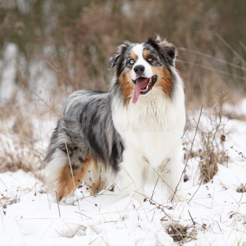 Amazing Australian Shepherd in Winter Stock Image Image of doggy