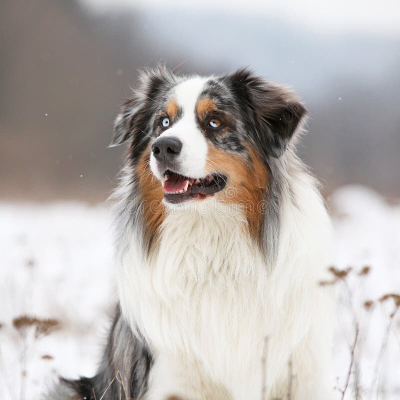 Amazing Australian Shepherd in Winter Stock Image Image of domestic