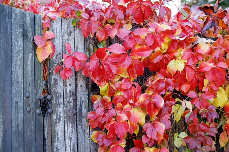 Parthenocissus quinquefolia,known as Virginia creeper,Victoria creeper,five-leaved ivy. Red foliage background gray old wooden wall. Natural background. High quality photo. Parthenocissus quinquefolia,known as Virginia creeper,Victoria creeper,five-leaved ivy. Red foliage background gray old wooden wall. Natural background. High quality photo