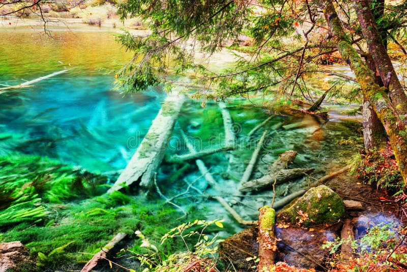 Amazing Azure Lake With Submerged Tree Trunks Among Fall Woods Stock