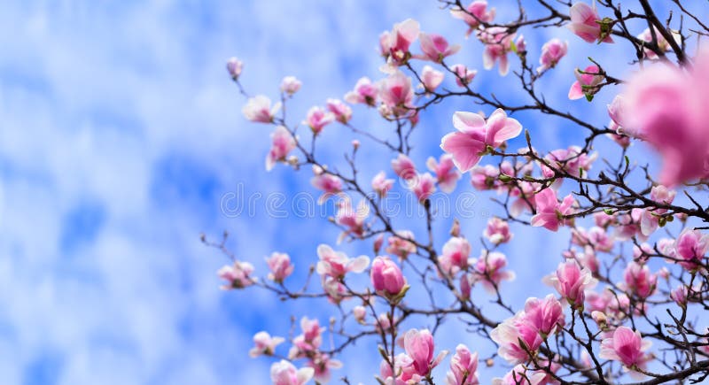 36,418 Pink Magnolia Flower Stock Photos - Free & Royalty-Free Stock ...