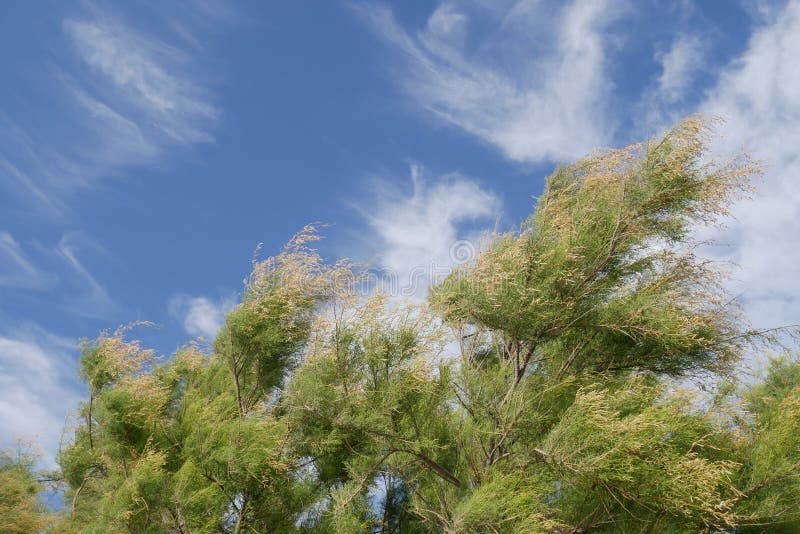 Amazing background with pines blowing in the wind and beautiful cloudy blue sky during windy weather