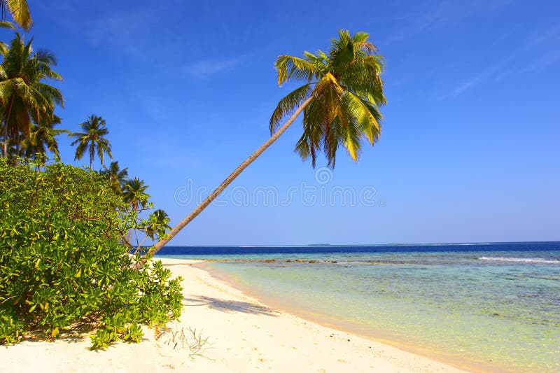 AMAZING BEACH WITH PALM TREES