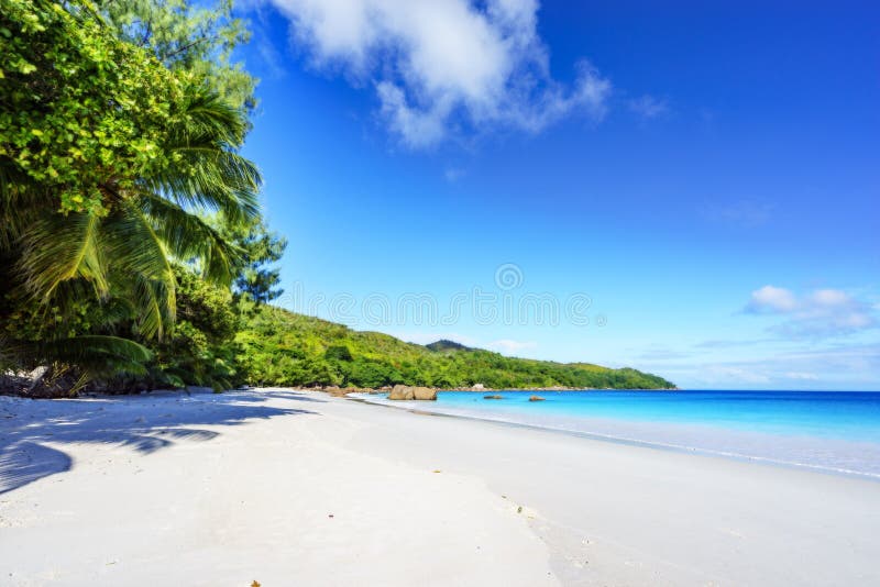 Umbrella And Palm Tree On The Beach Stock Photo - Image of 