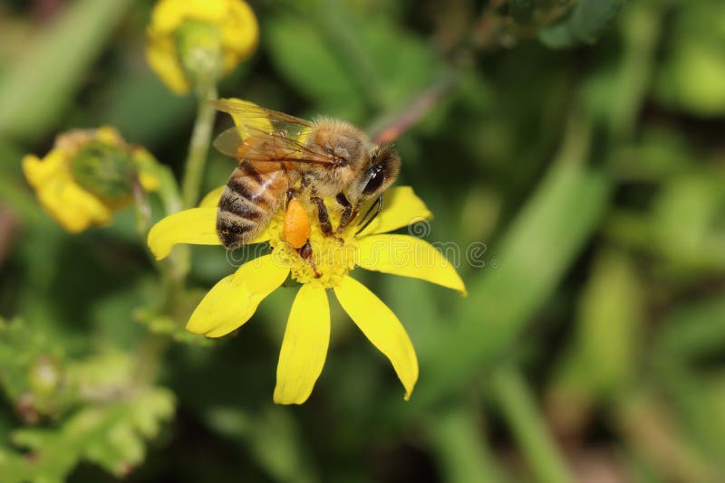 An Amazing Bee Drinks Nectar from a Flower Stock Image Image of