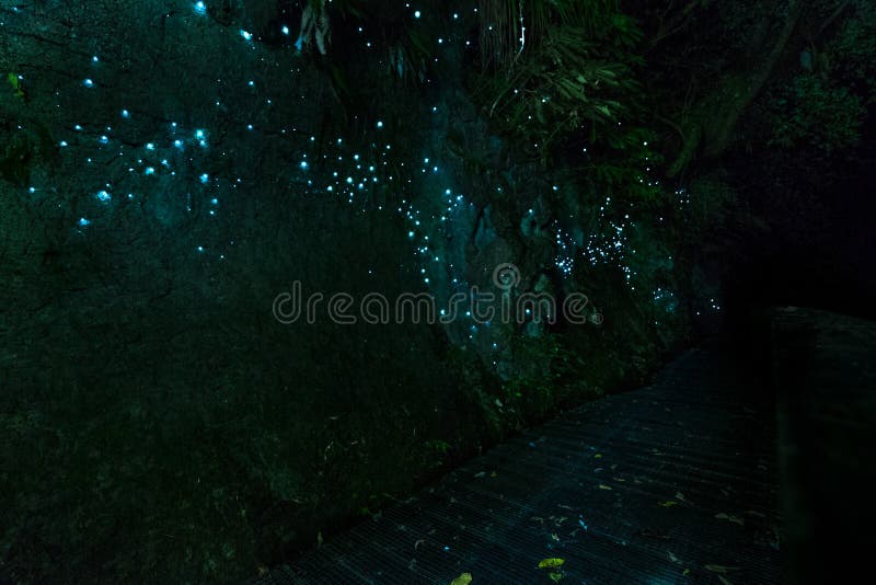 Amazing bio luminescent lights from Waitomo Glowworm Caves, Waikato, New Zealand