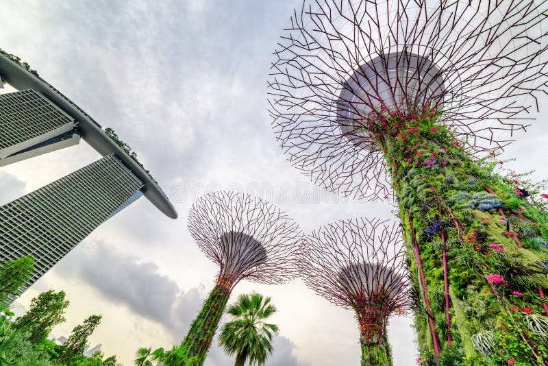Amazing bottom view of the Supertree Grove at Singapore royalty free stock photography Amazing bottom view of the Supertree Grove at Singapore royalty free stock photography
