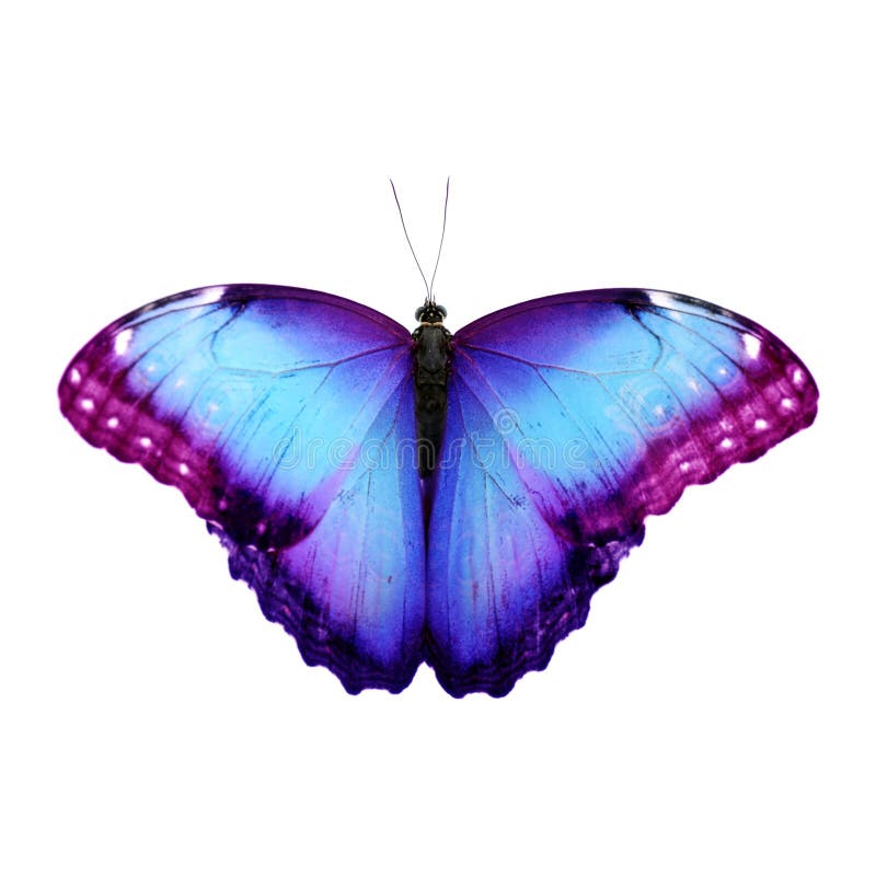 Amazing Bright Color Butterfly Isolated Stock Photo Image of wing
