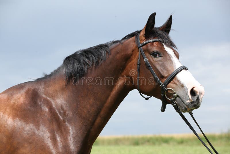 Amazing brown horse