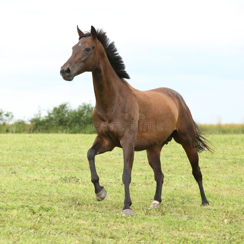 Amazing brown horse running alone