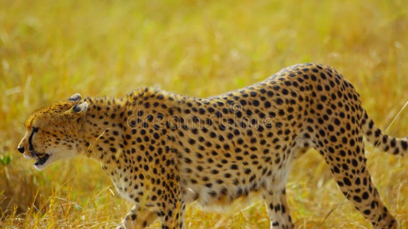 Amazing Cheetah in the Wild, Wild Animal, Wild Nature, Wildlife Stock Image - Image of comprises, home: 216540465 Amazing Cheetah in the Wild, Wild Animal, Wild Nature, Wildlife Stock Image - Image of comprises, home: 216540465