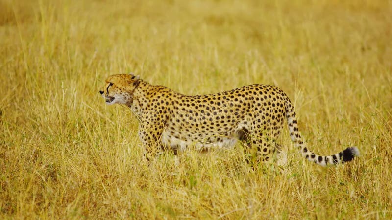 Amazing Cheetah in the Wild, Wild Nature, Wild Animal, Wildlife Stock Photo - Image of kerguelen, herd: 216540470 Amazing Cheetah in the Wild, Wild Nature, Wild Animal, Wildlife Stock Photo - Image of kerguelen, herd: 216540470