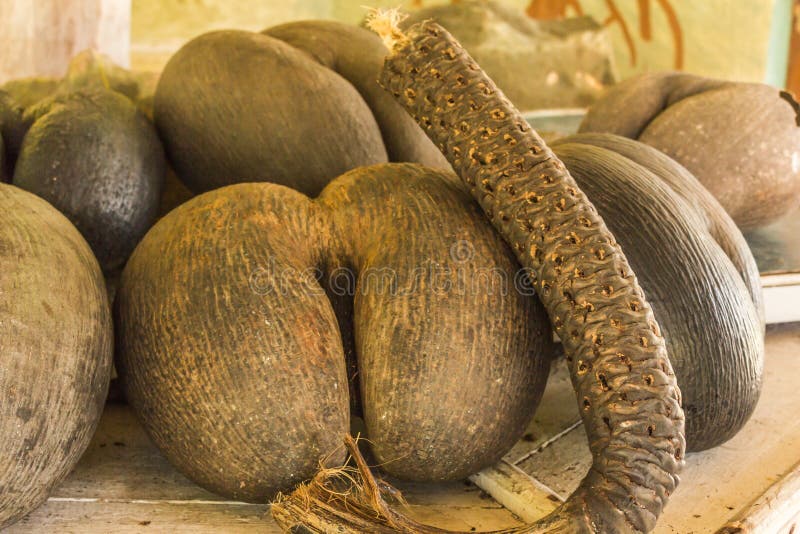 Amazing Coconuts of Seychelles. Coco De Mer Stock Image - Image of ...