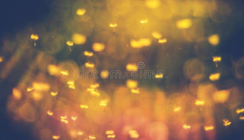 Dandelion seeds flying in sun. Amazing colorful background of dandelion seeds flying in sun, summer nature sunset royalty free stock images Dandelion seeds flying in sun. Amazing colorful background of dandelion seeds flying in sun, summer nature sunset royalty free stock images