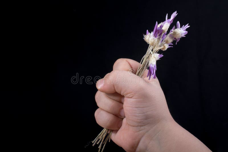 Amazing colorful dry flowers in hand royalty free stock image Amazing colorful dry flowers in hand royalty free stock image