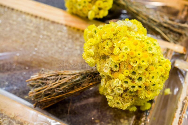 Amazing colorful dry flowers in hand royalty free stock photos Amazing colorful dry flowers in hand royalty free stock photos