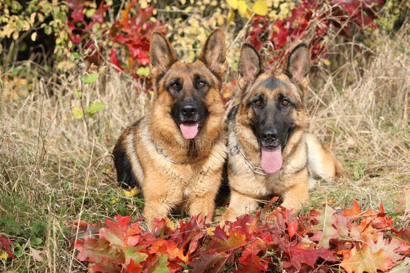 Couple Pat German Shepherd Dog Near Bonfire, Nature Background. Stock ...