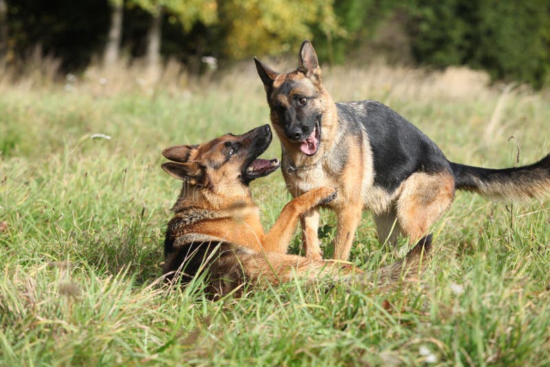 Amazing Couple of German Shepherd in Autumn Stock Image - Image of ...