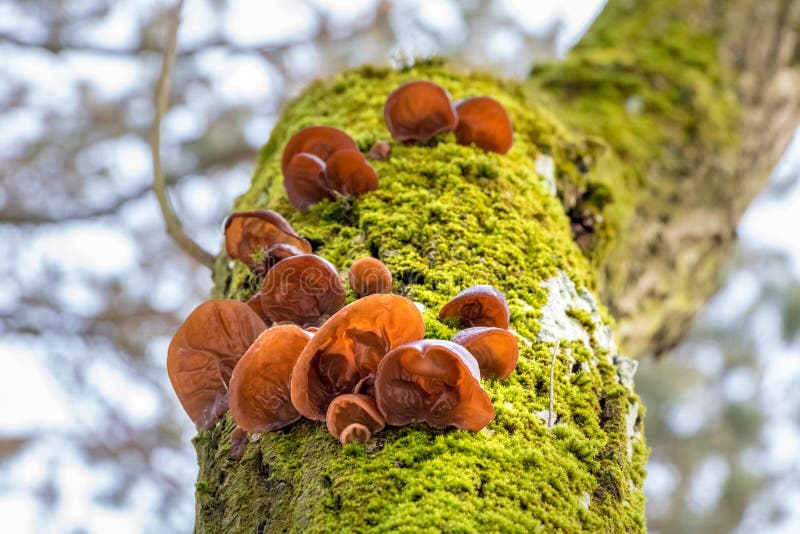 Mushrooms known as Jews ear on mossy tree stem