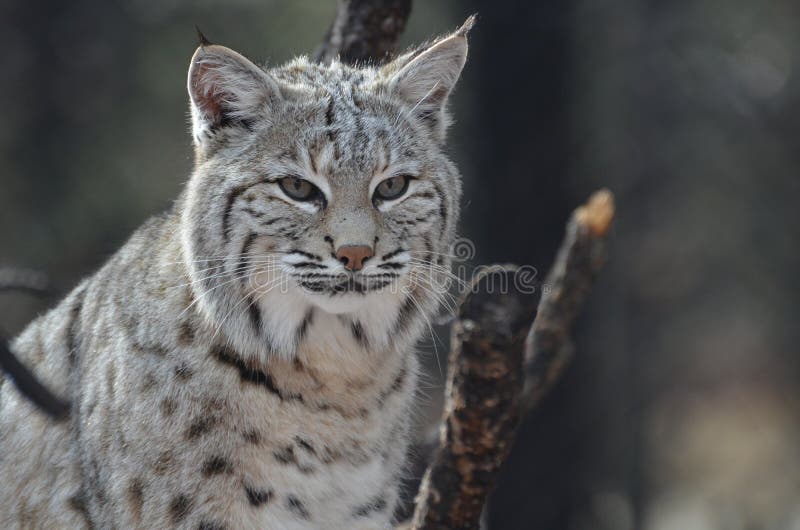 Amazing Lynx Bobcat