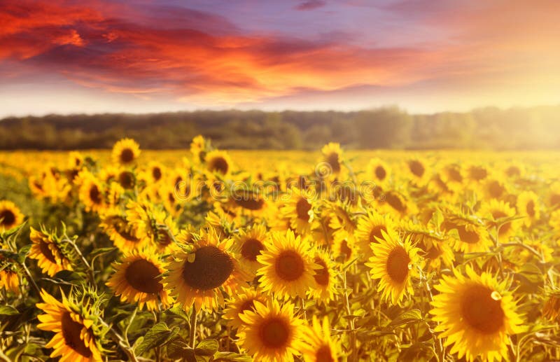 Amazing fairy sundown on sunflower field with sunflowers on foreground. Scenic view on sunflowers with golden sunlight in sundown. Wiyh colorful sky royalty free stock photos Amazing fairy sundown on sunflower field with sunflowers on foreground. Scenic view on sunflowers with golden sunlight in sundown. Wiyh colorful sky royalty free stock photos