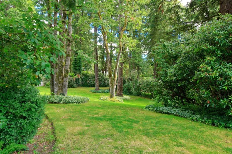 Amazing farm house backyard with green lawn, fir trees, bushes