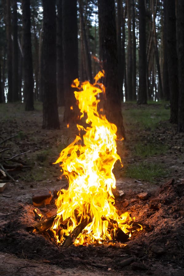 Amazing Fire in the Forest Against a Trees Background. Bonfire in the Forest Stock Image Image