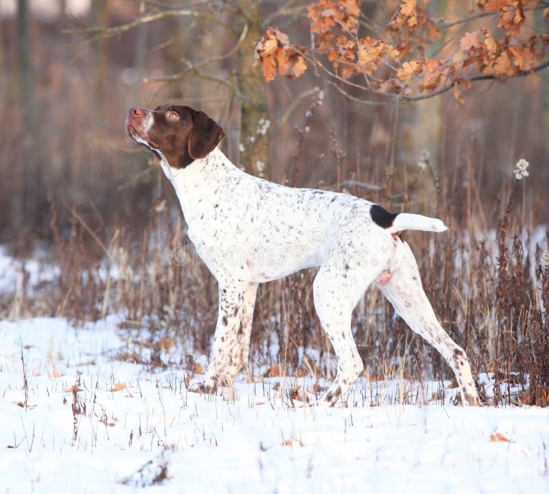 Amazing French Pointing Dog in Winter Stock Image - Image of attractive ...