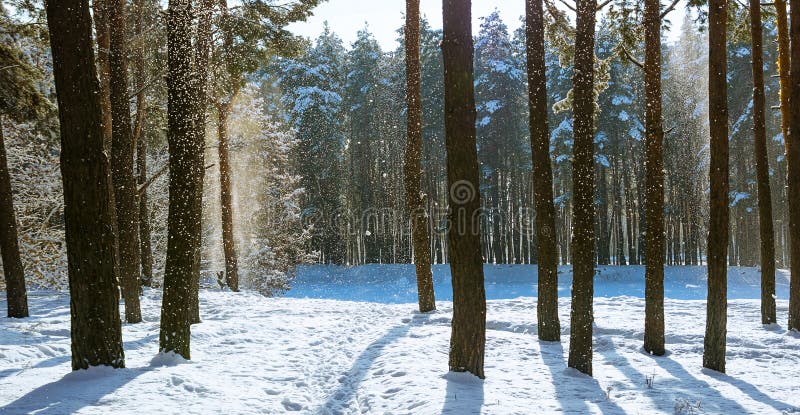 Amazing frosty winter landscape in snowy forest. Artistic picture. Beauty world.