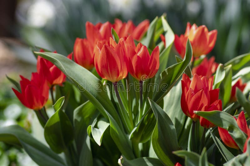 Amazing garden field with tulips of various bright rainbow color petals, beautiful bouquet of small red Tulipa praestans