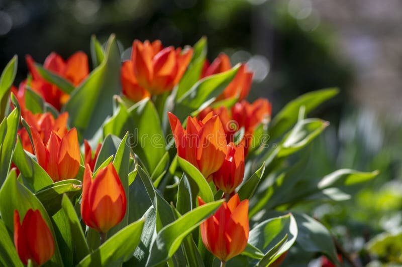 Amazing garden field with tulips of various bright rainbow color petals, beautiful bouquet of small red Tulipa praestans