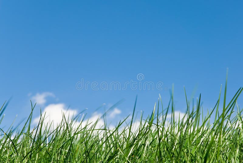 Amazing grass