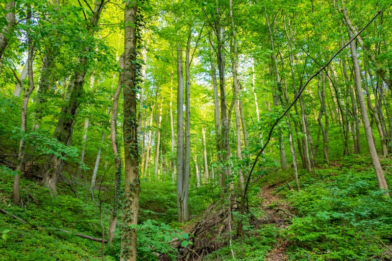 Amazing green forest in western Slovakia