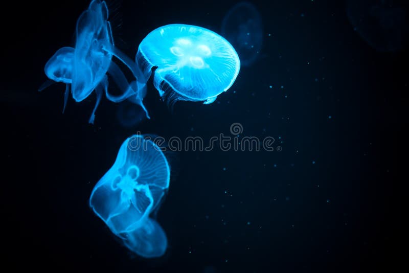 Amazing Jellyfish Swimming Underwater, Jellyfish Moving in Aquarium Water  Stock Image - Image of swimming, amazing: 215279253