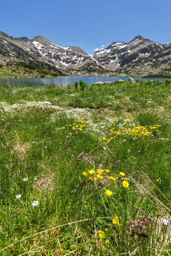 Amazing landscape of Dzhangal peak, Popovo lake and yellow flowers in front, Pirin Mountain stock photography Amazing landscape of Dzhangal peak, Popovo lake and yellow flowers in front, Pirin Mountain stock photography