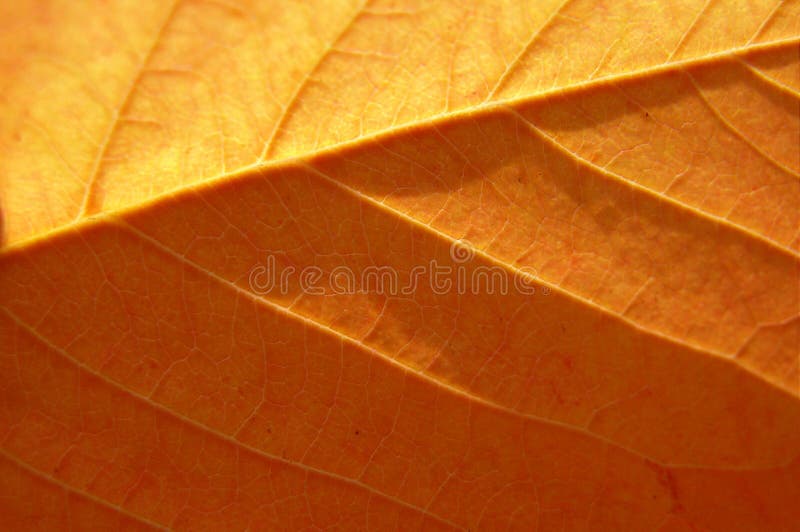 Sharp photo of an autumn leaf with an interesting texture. Sharp photo of an autumn leaf with an interesting texture.