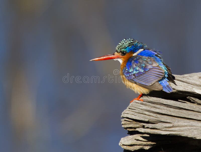 Amazing little Malachite Kingfisher