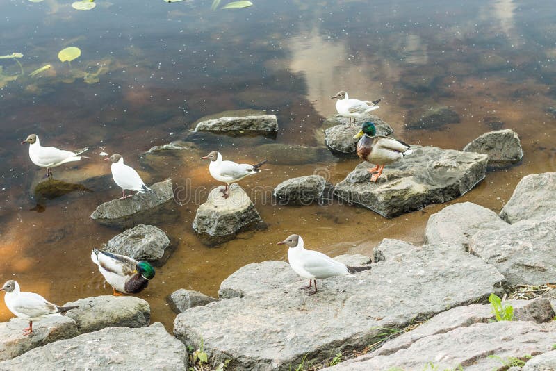 Amazing mallard ducks animal on stone.