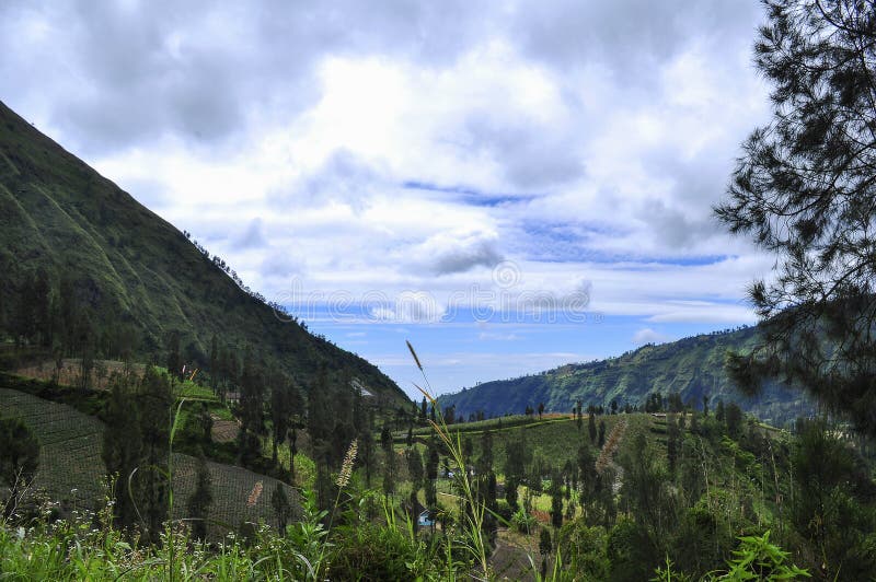 Amazing mountain views and some pine trees stock photography Amazing mountain views and some pine trees stock photography