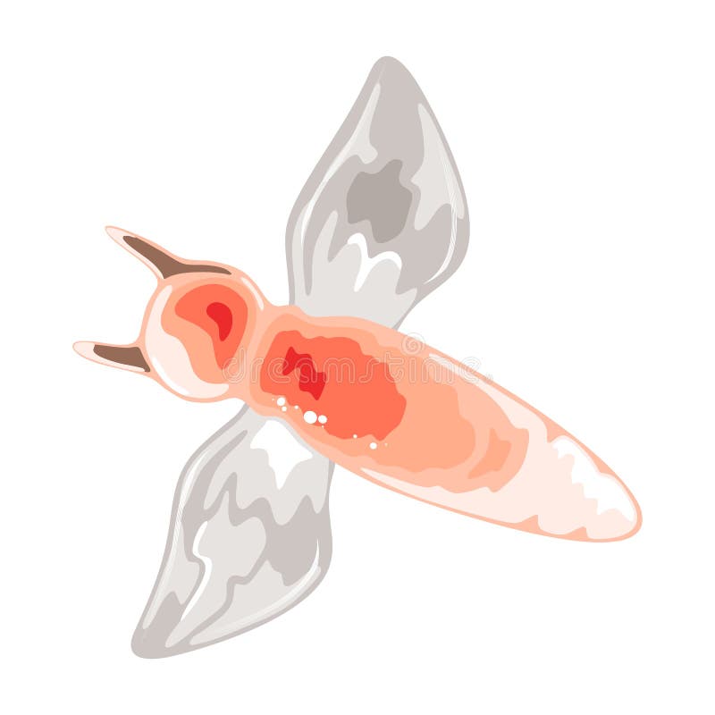Amazing naked sea angel or butterfly. Small, gelatinous, mostly transparent swimming sea slug. stock illustration Amazing naked sea angel or butterfly. Small, gelatinous, mostly transparent swimming sea slug. stock illustration