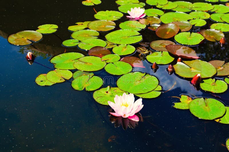 Amazing nature landscape view of pond with beautiful pink water lily or lotus flower Marliacea Rosea. Blooming water lily