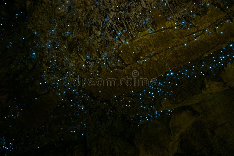 Amazing New Zealand Tourist attraction glowworm luminous worms in caves. High ISO Photo